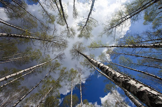 как клеить 3d обои для потолка