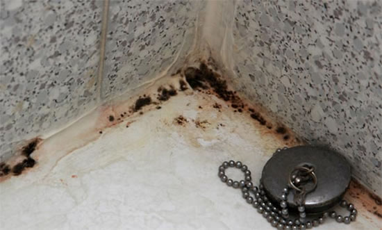 грибок в квартире фото