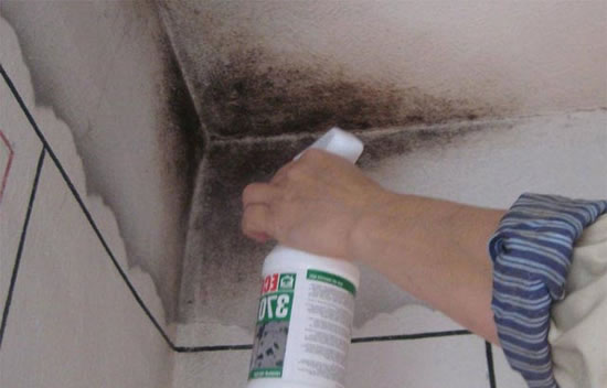 грибок на потолке