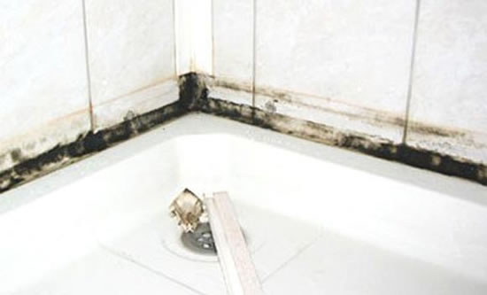 грибок в квартире как избавиться