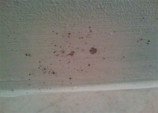 грибок в ванной комнате