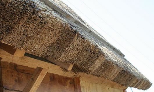 заготовка камыша для кровли